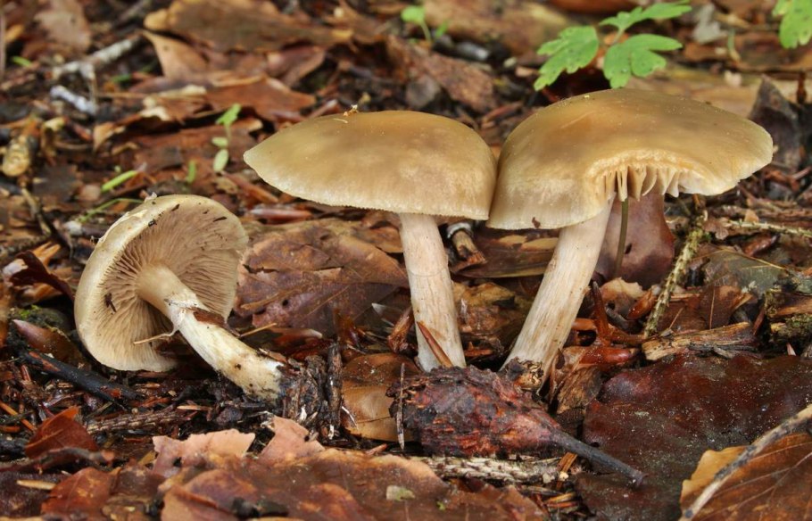 Hypholoma Ложноопенок