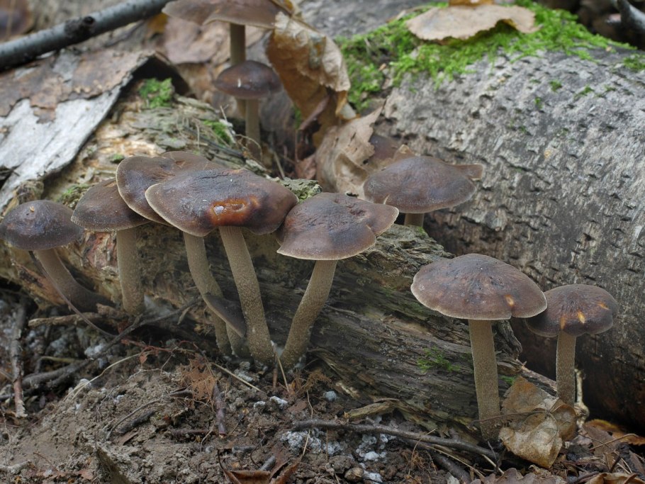 Рядовка Луговая