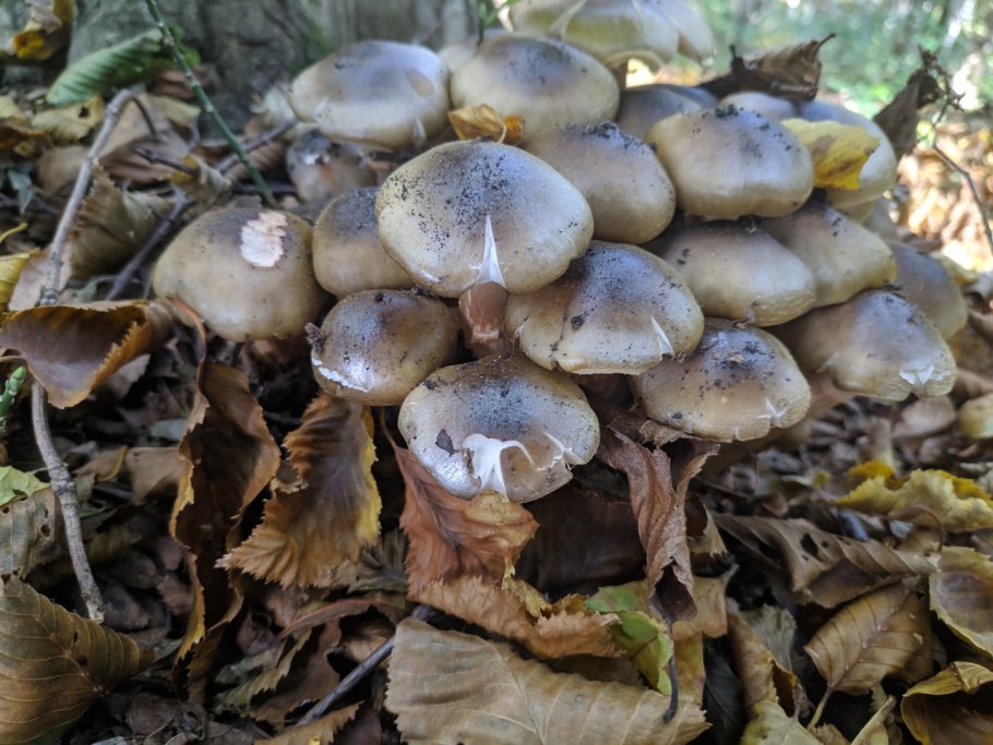 Ложноопёнок серно-жёлтый