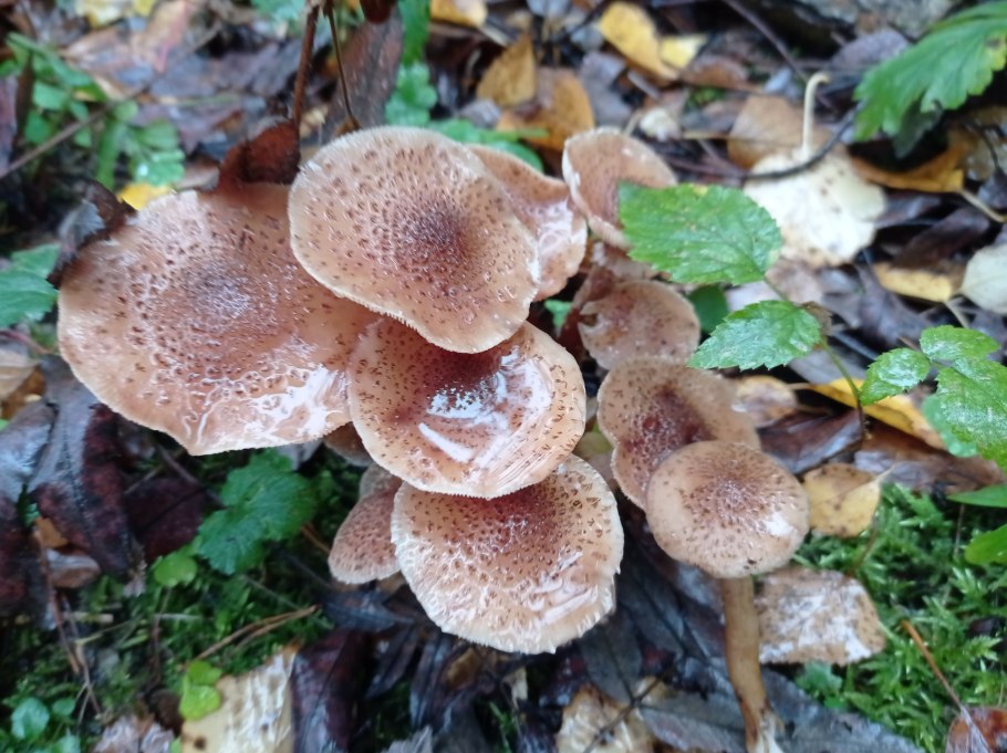 Опёнок осенний медовый (Armillaria mellea)