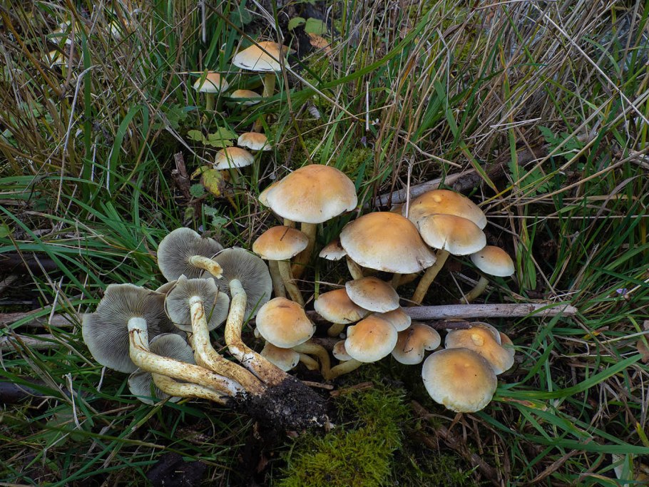 Вешенка говорушка