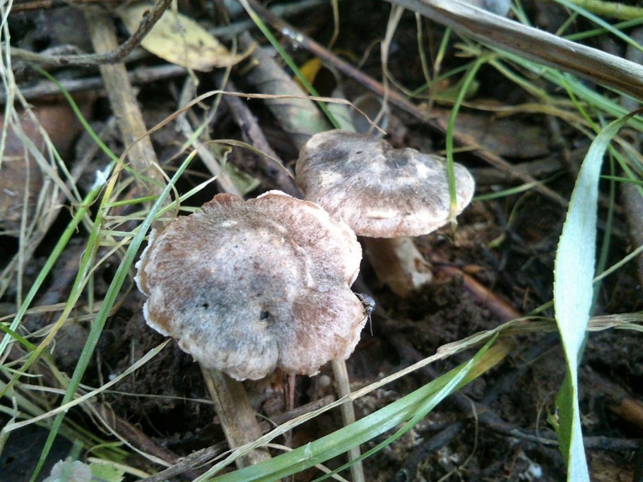 Агроцибе ранняя Agrocybe praecox