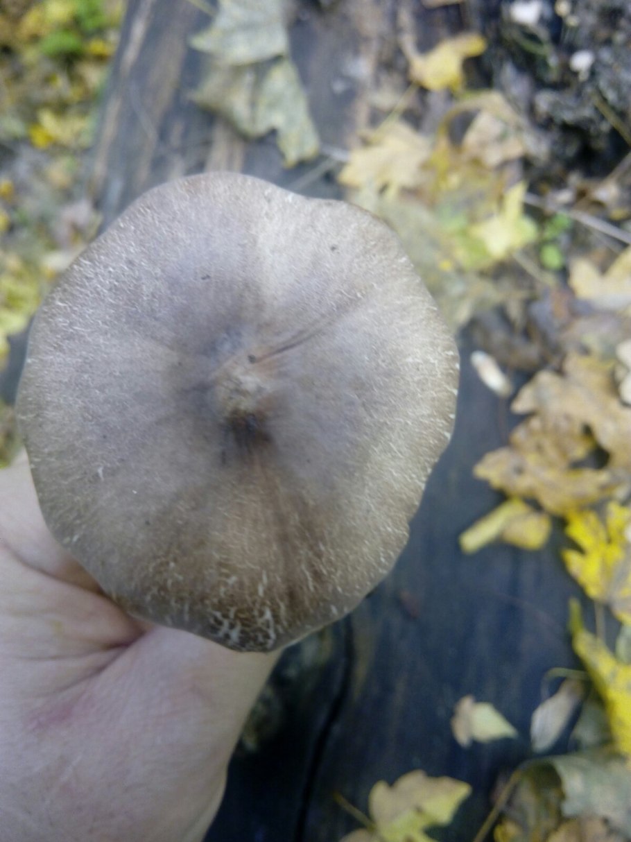 Лже опята осенние