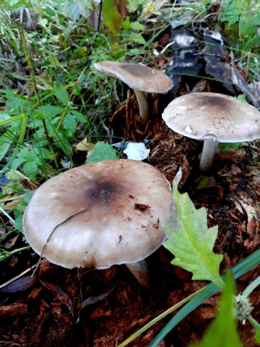Hypholoma fasciculare