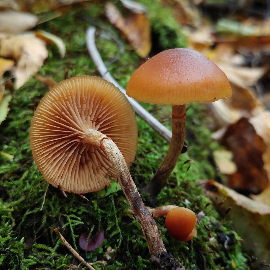 Галерина окаймлённая