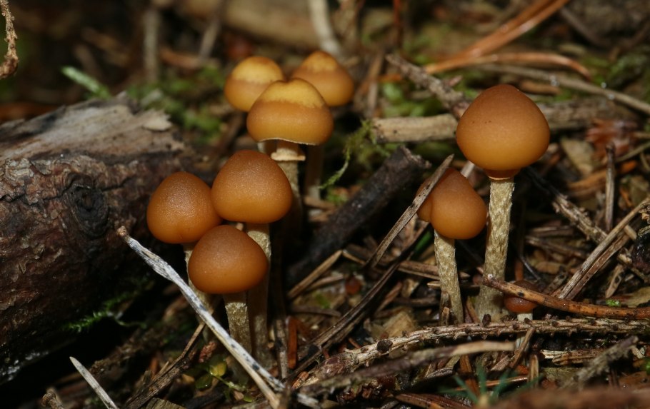 Галерина окаймленная (Galerina marginata)