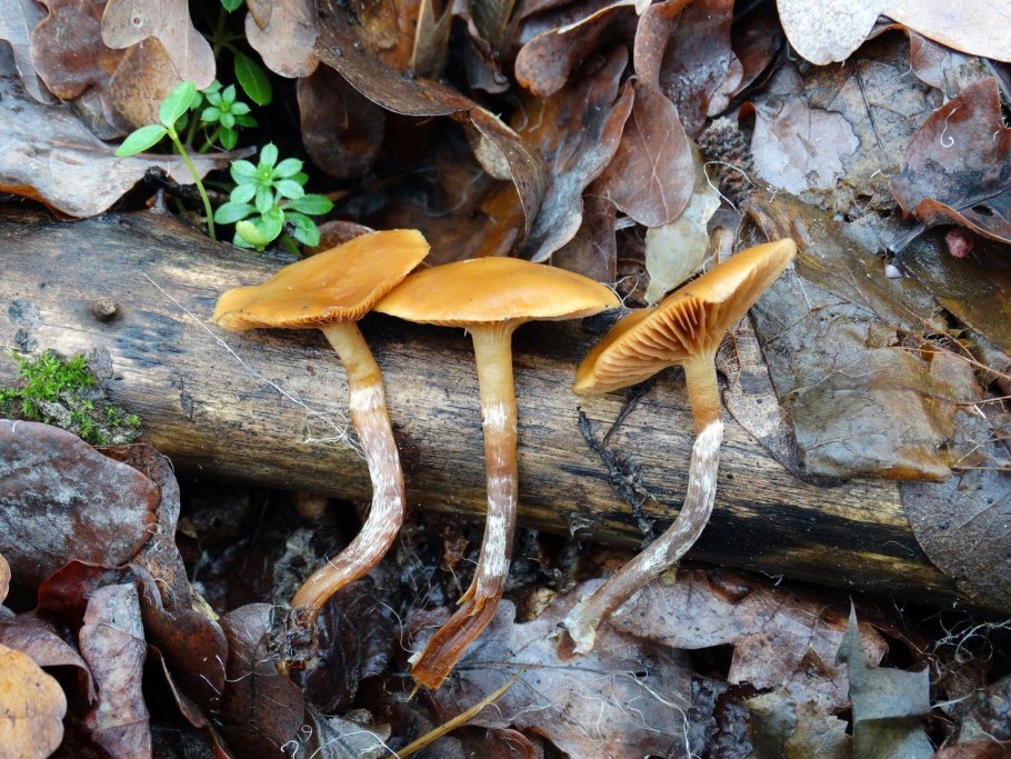 Галерина окаймленная и летний опенок