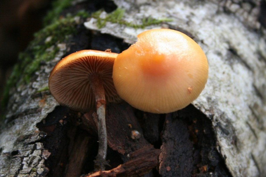 Galerina marginata