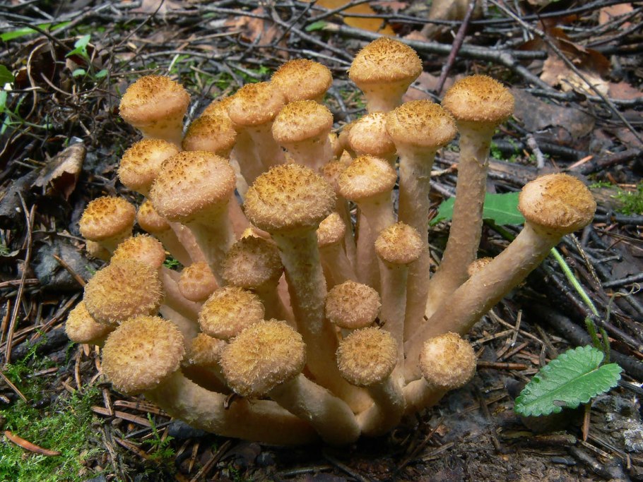 Галерина обыкновенная