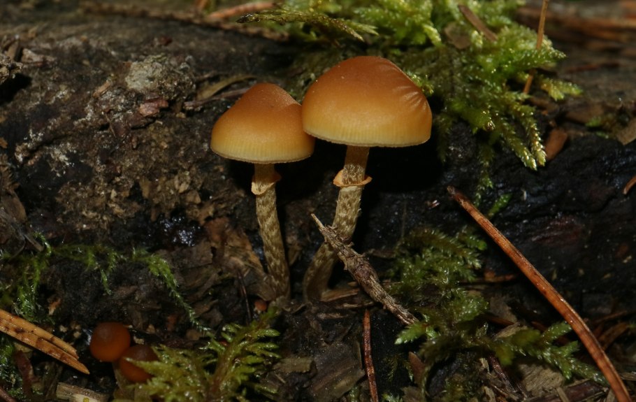 Галерина окаймленная и летний опенок