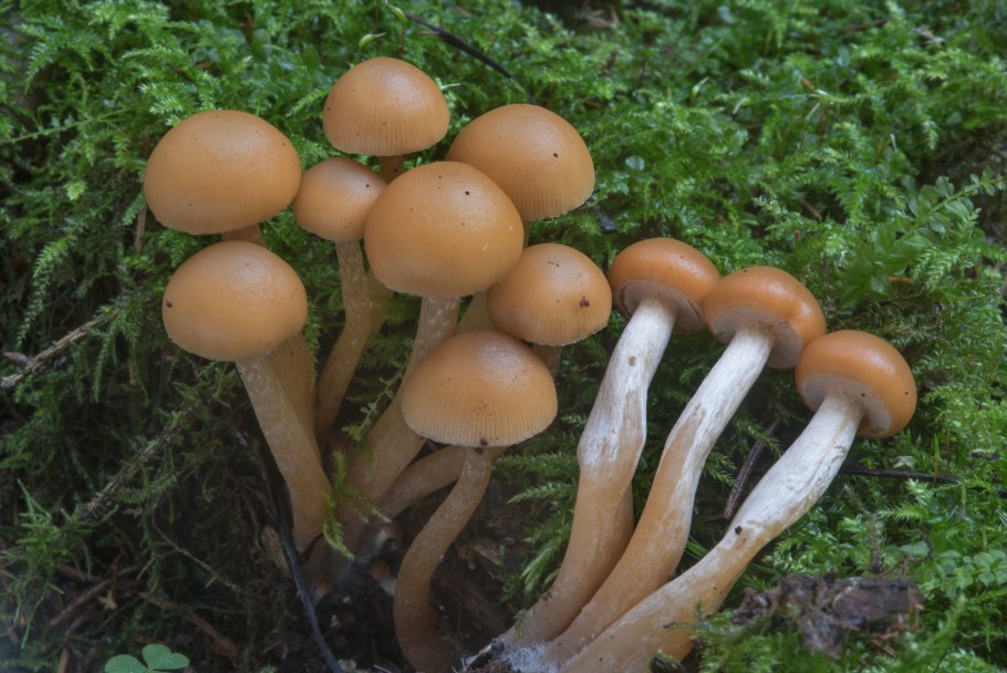 Гриб мухомор Галерина окаймленная