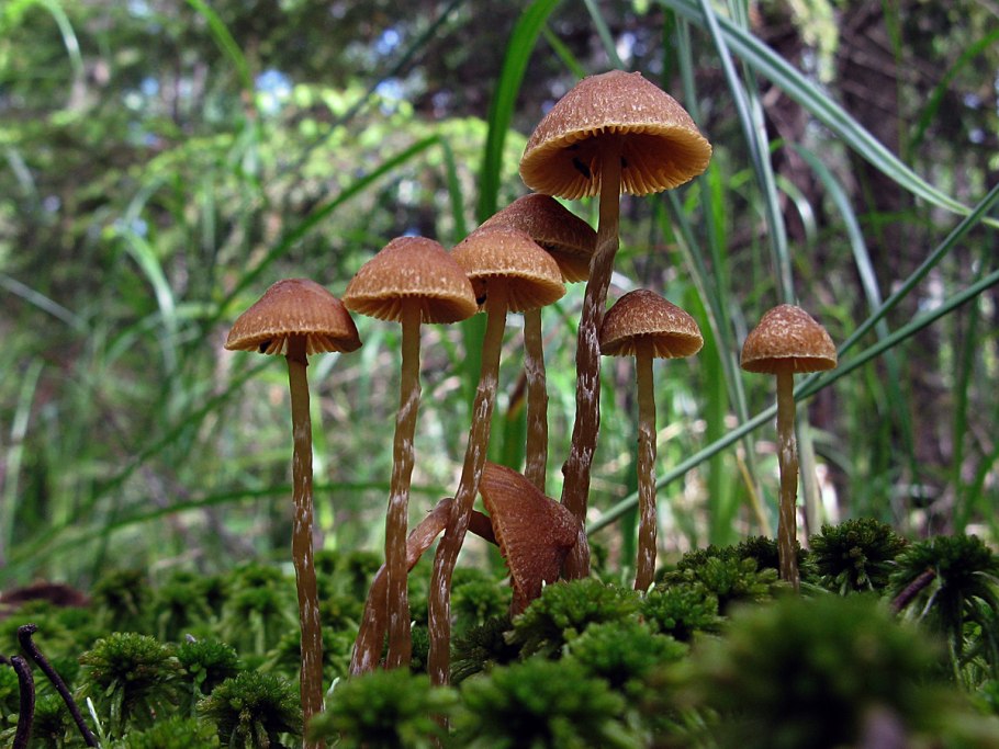 Галерина окаймлённая Подмосковье