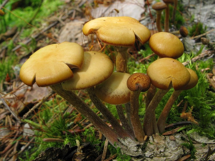 Галерина окаймлённая