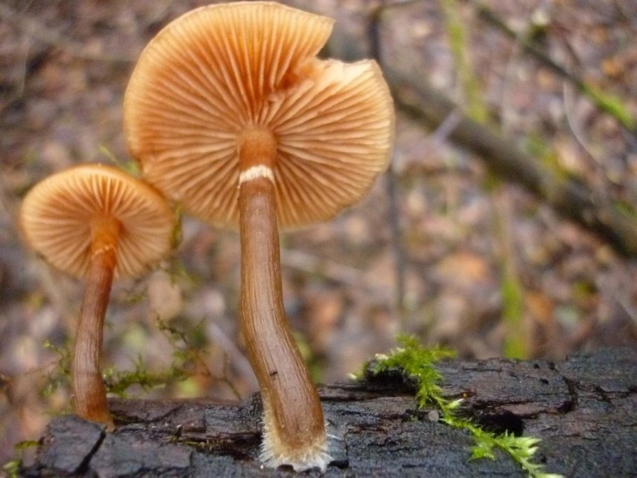 Галерина гриб Подмосковье