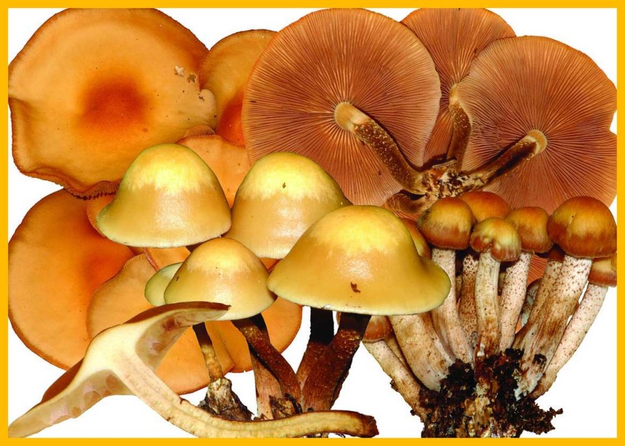 Галерина окаймленная и летний опенок