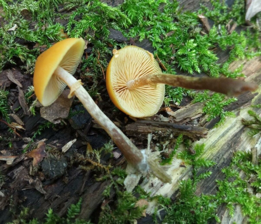 Галерина обыкновенная