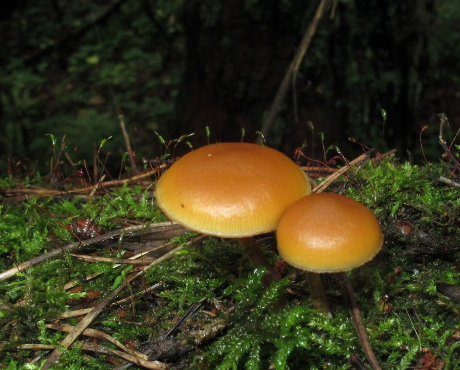 Галерина окаймлённая ядовитые грибы