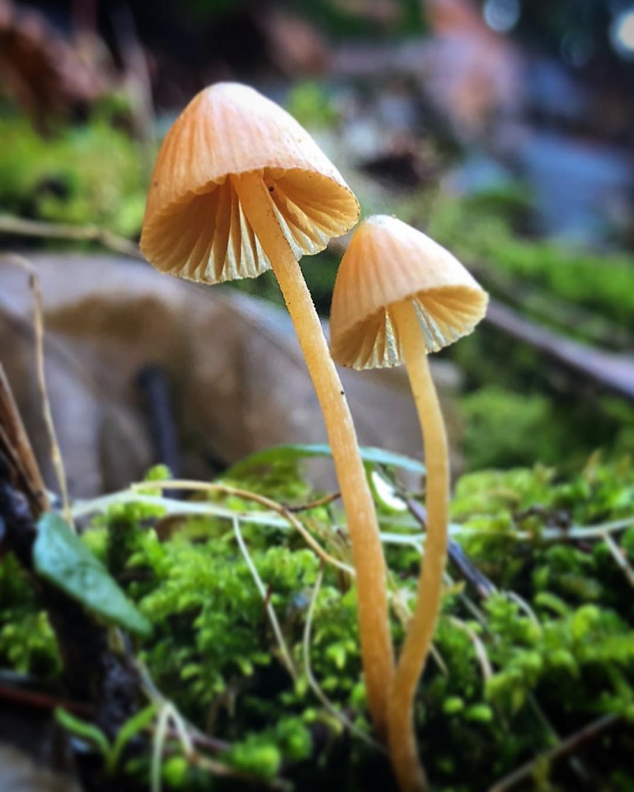 Галерина Маргината