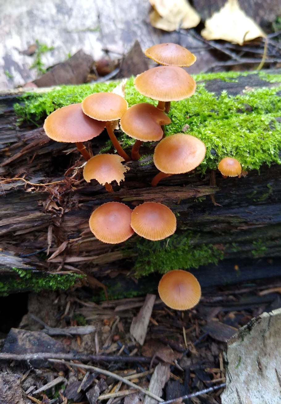 Галерина гриб