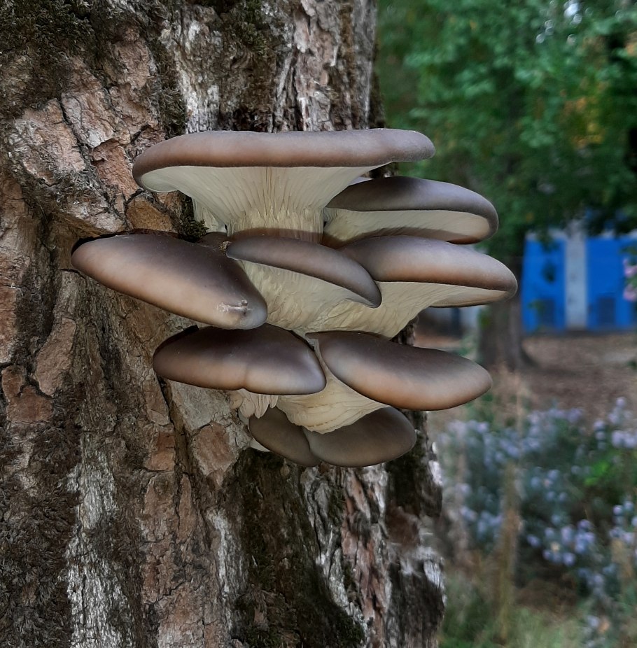 Вешенка обыкновенная гриб