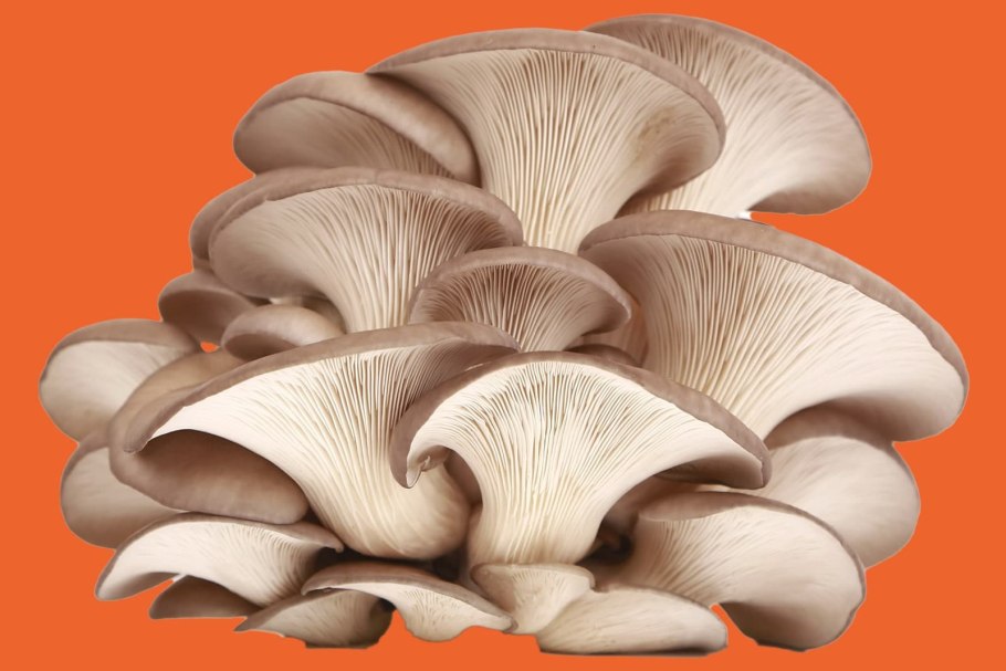 Вёшенка устричная (Pleurotus ostreatus)