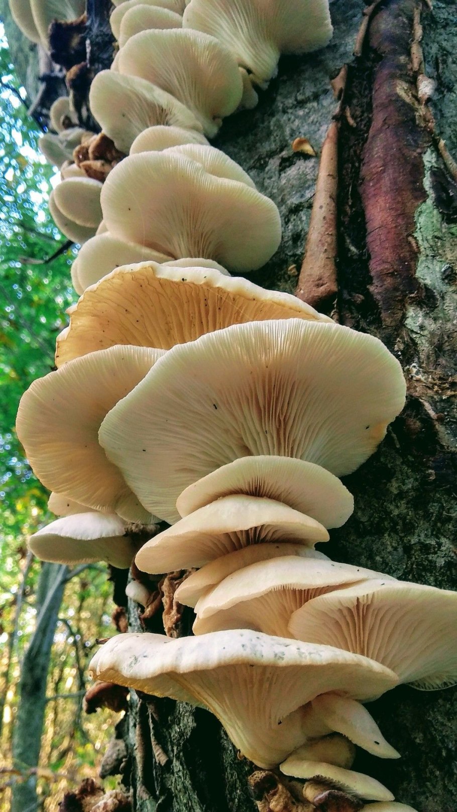 Лесная вешенка гриб