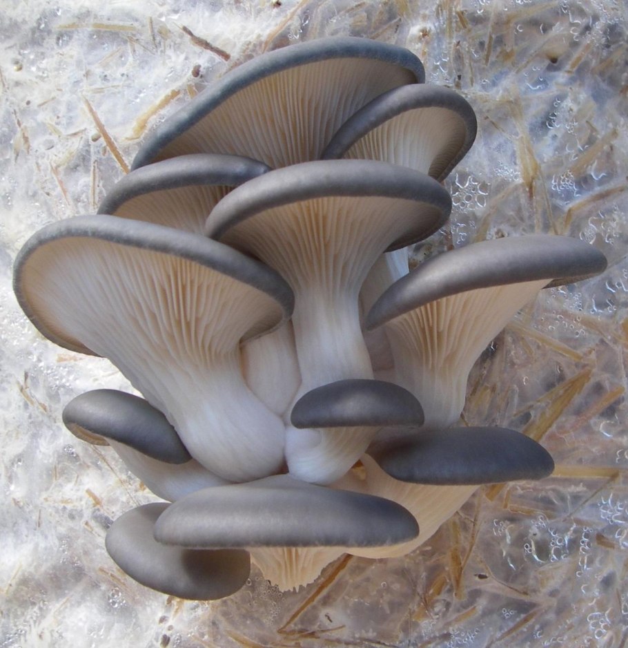 Вешенка обыкновенная (Pleurotus ostreatus)