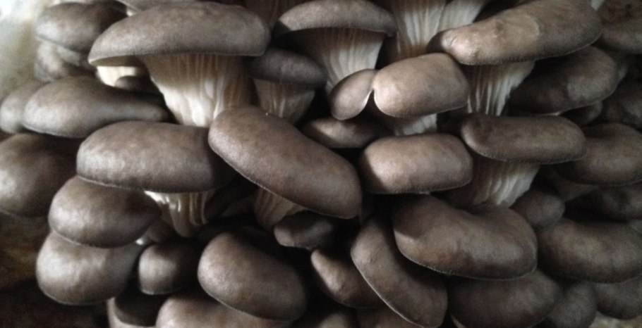 Вешенка Королевская Лесная