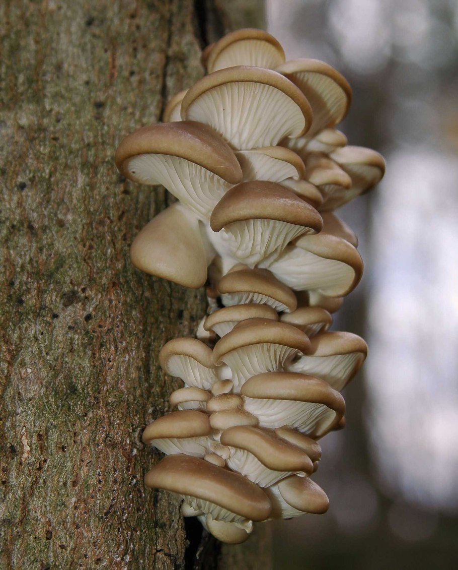 Вёшенка устричная (Pleurotus ostreatus)