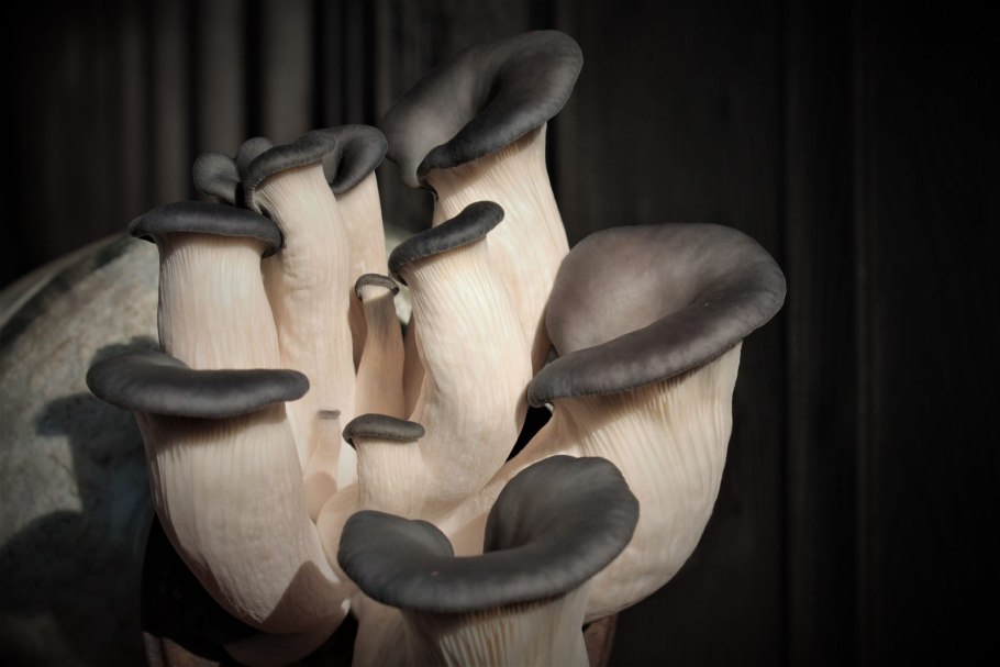 Грибы вешенки