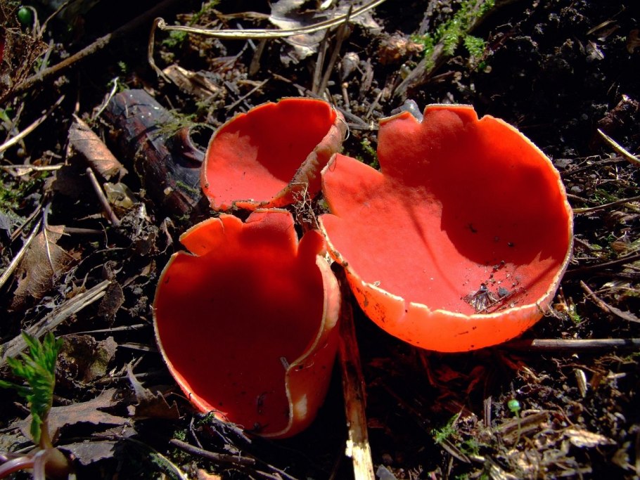 Саркосцифа Австрийская Sarcoscypha austriaca