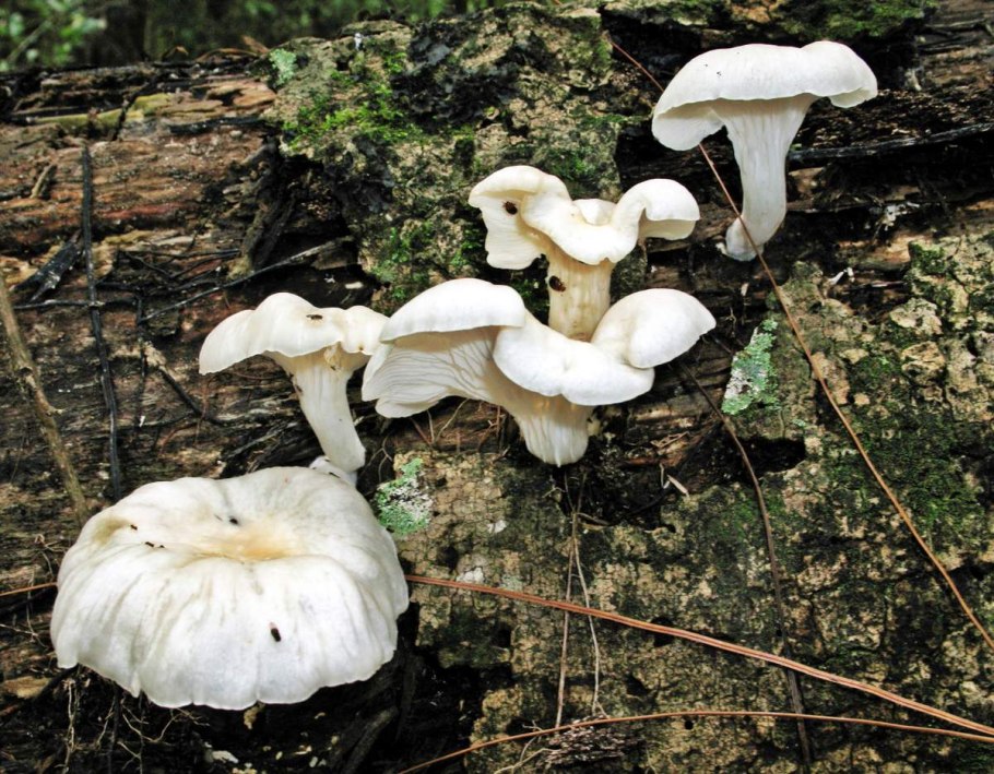 Вешенка обыкновенная (Pleurotus ostreatus)