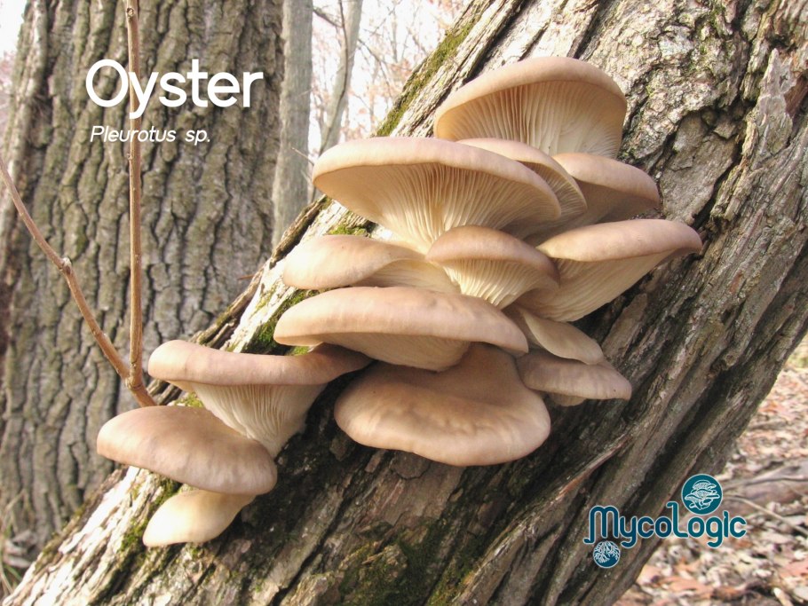 Вёшенка устричная pleurotus ostreatus