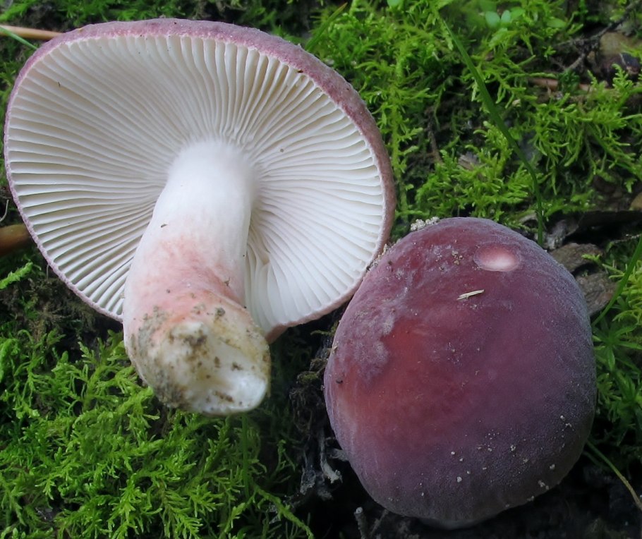 Пластинчатый гименофор Russula