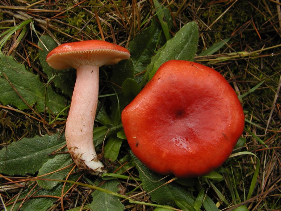 Russula sanguinea