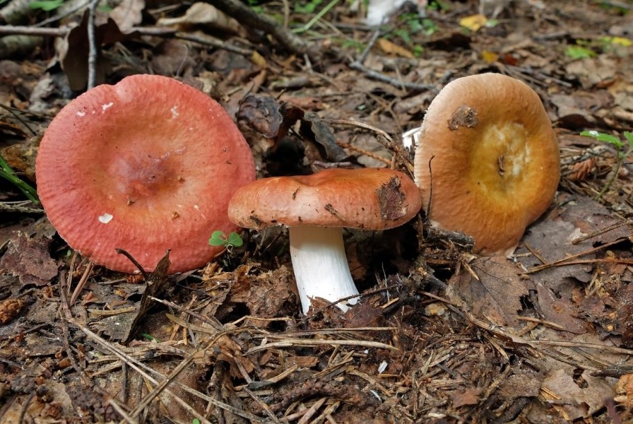 Сыроежка пластинчатый гриб