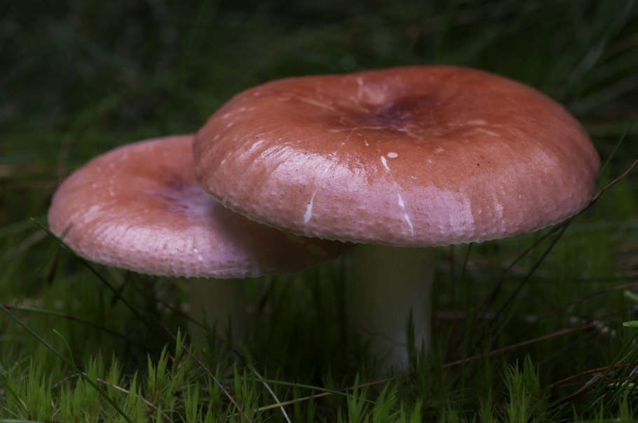 Сыроежка Боровая