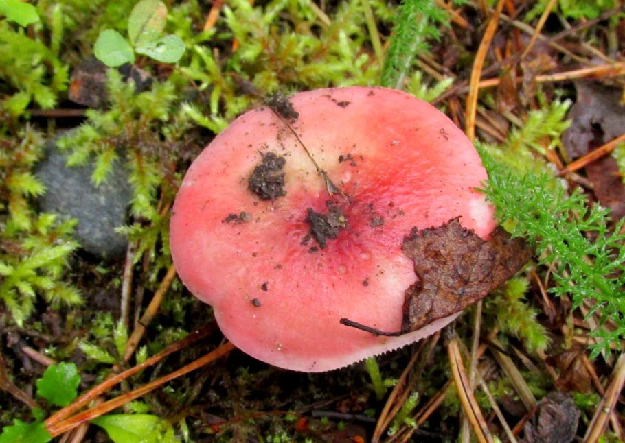 Сыроежка кроваво-красная Russula