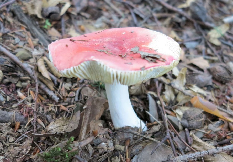Сыроежка розовая Russula rosea