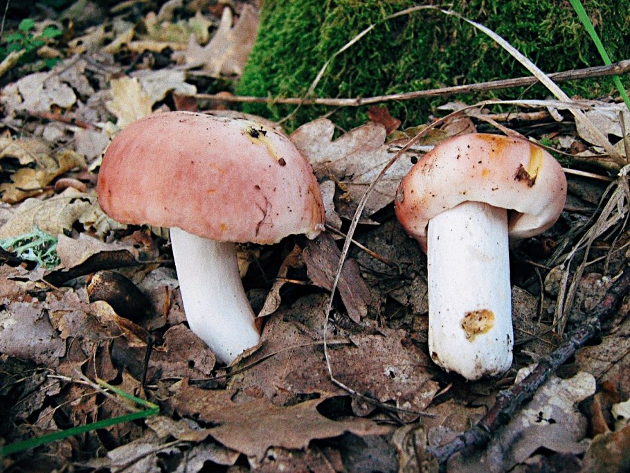 Сыроежка волнистая Russula bresadolae