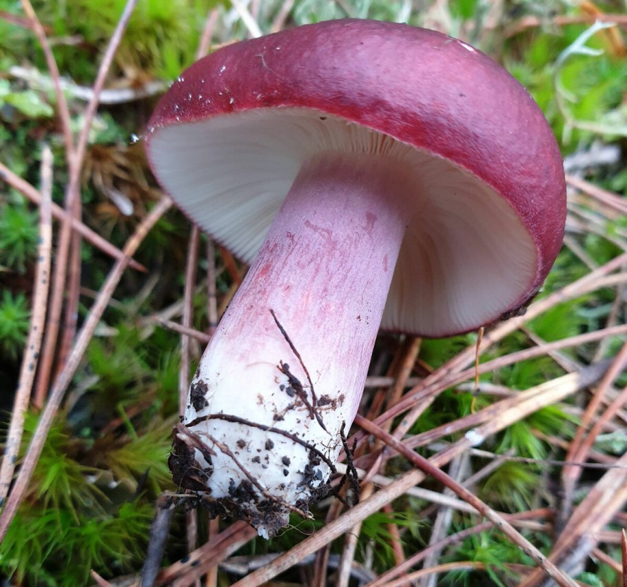 Сыроежка бугристая