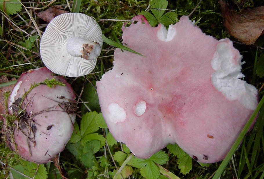 Сыроежка выцветающая (Russula exalbicans)