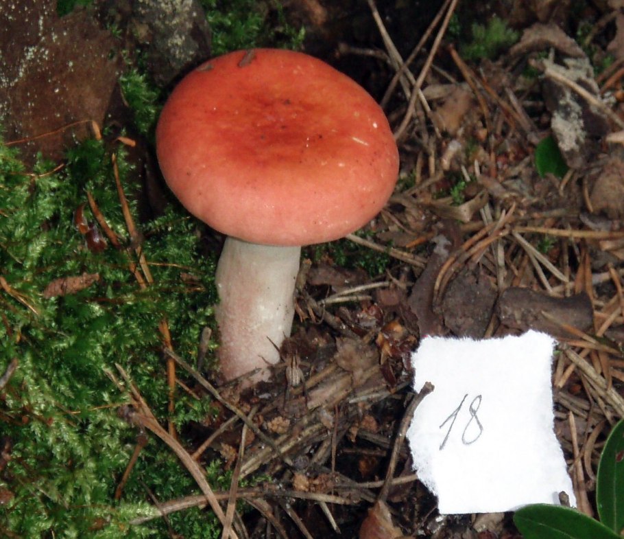 Сыроежка розовоногая - Russula roseipes