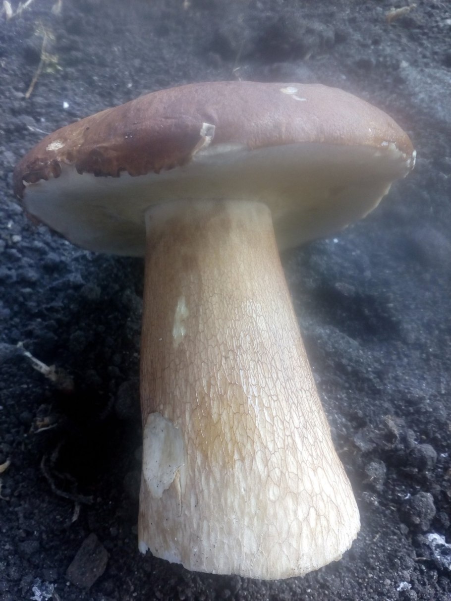 Грибы в Дубовом лесу летом