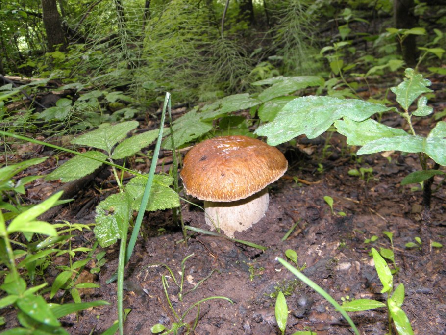 Гигантский гриб Боровик