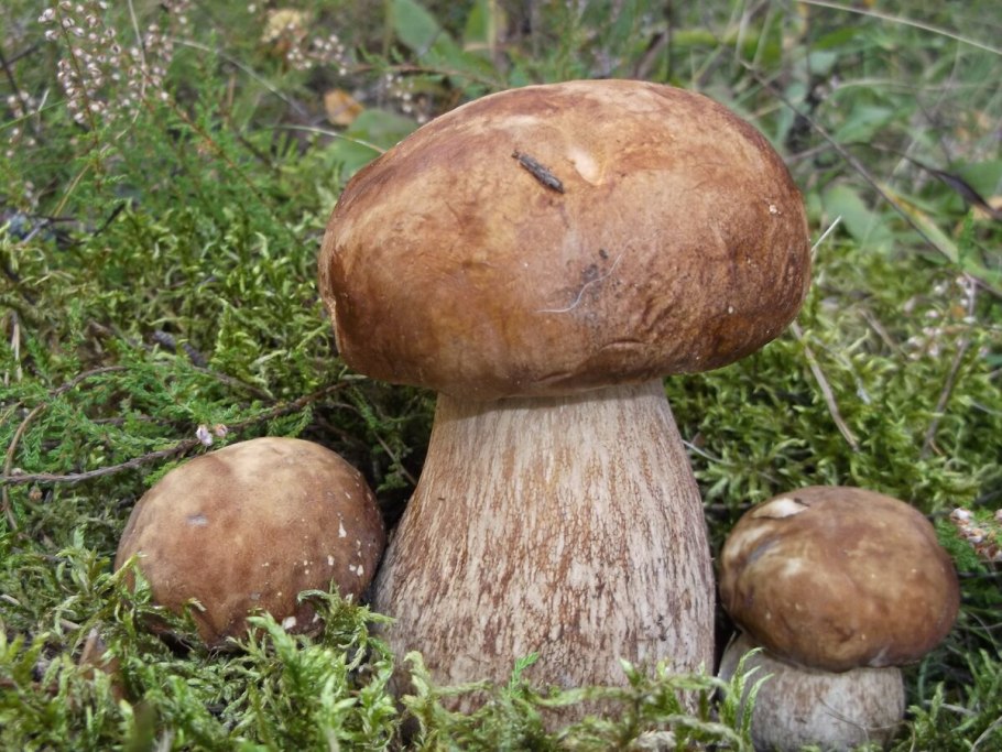 Белый гриб дубовый Боровик сетчатый