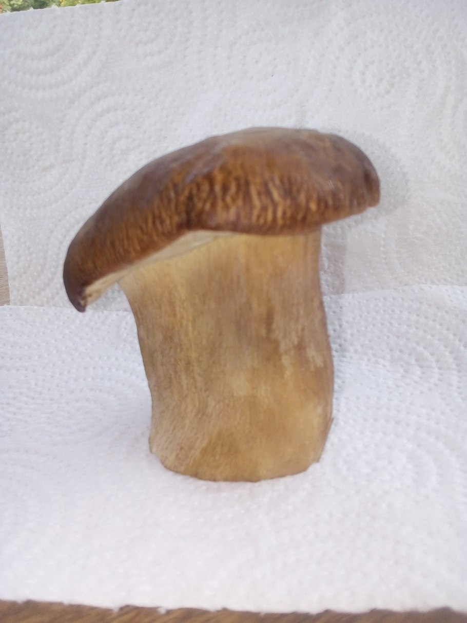 Белый гриб в Забайкалье