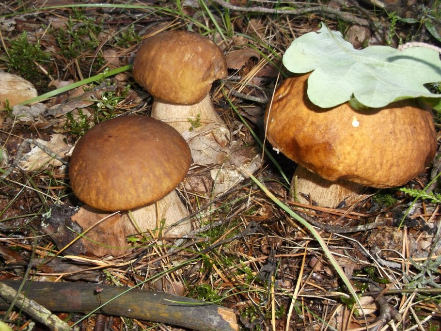 Гриб Ведьмин Боровик