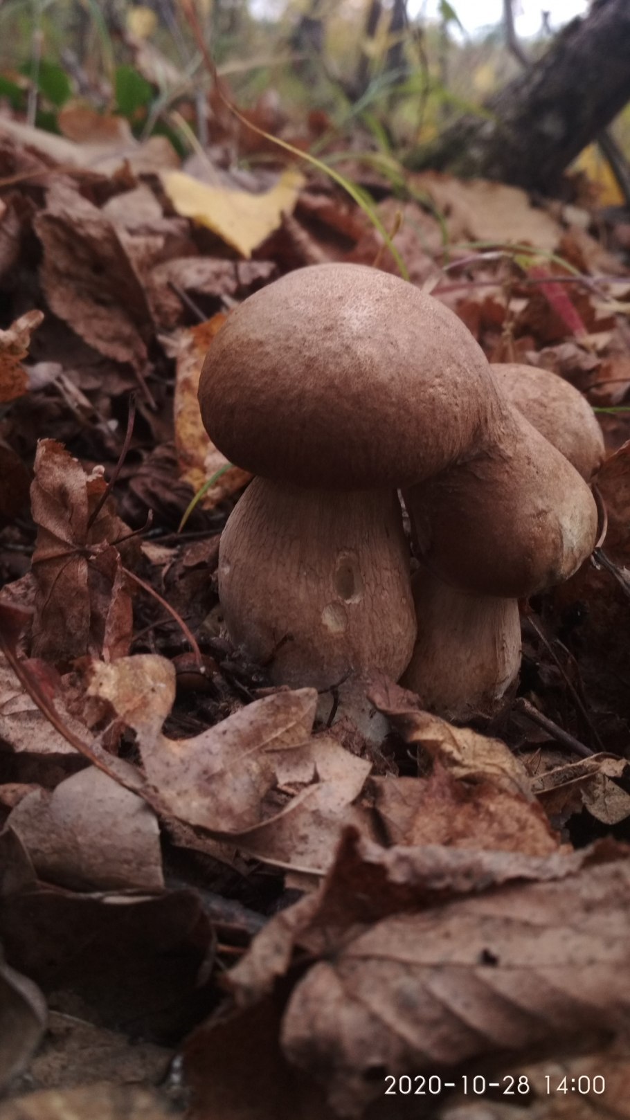 Боровик сетчатый Boletus reticulatus