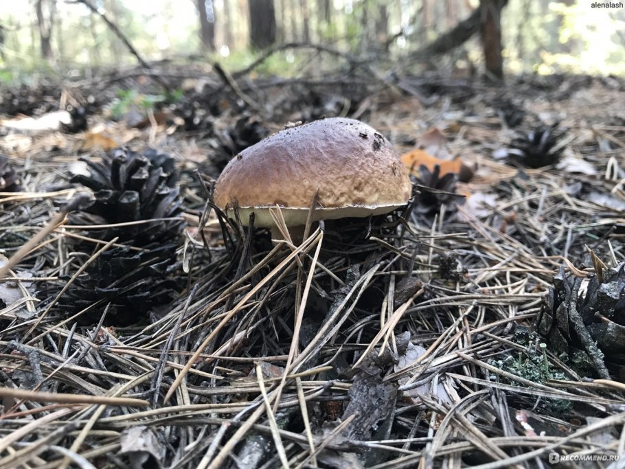 Осина и подосиновик